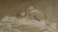 Rattlesnakes and Rainbows