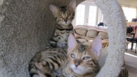 We’re Seeing Spots! We’re Seeing Spots!