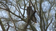 Whooo goes there? Whooo goes there?